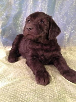 Black female Schnoodle Puppy for sale #2 Iowa DOB 12-6-14 $950 